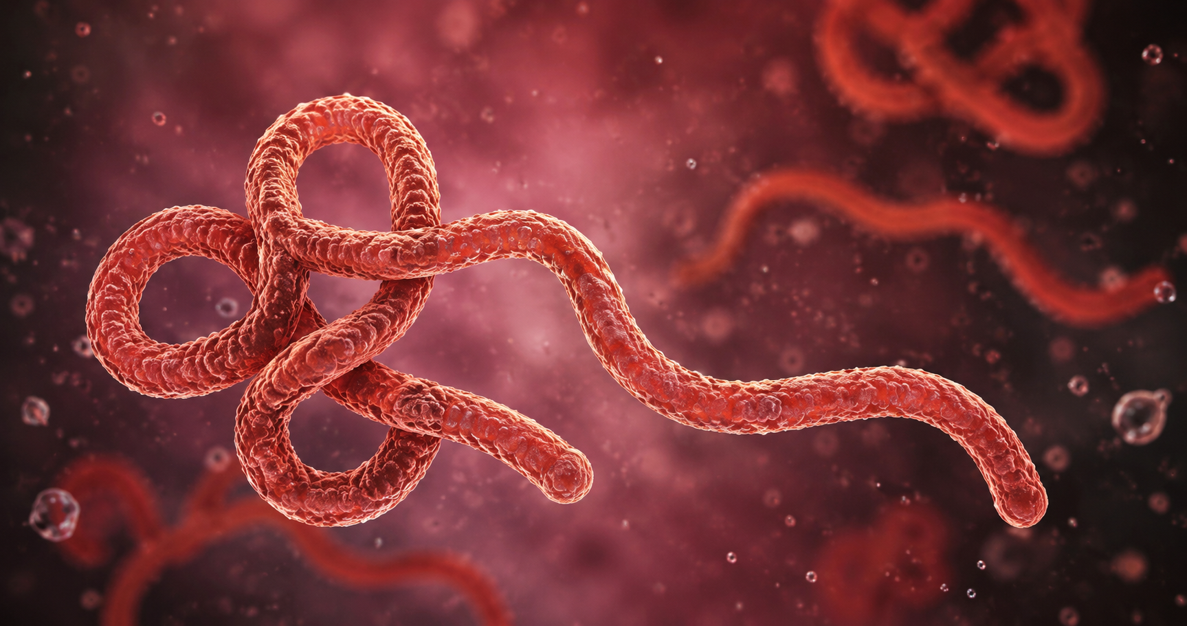 Ebola Virüsü Nedir? Ebola Belirtileriı ve Tedavisi